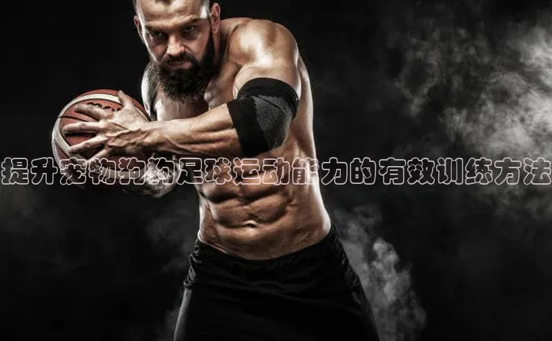 k1·体育app下载引力传媒提升宠物狗狗足球运动能力的有效训练方法