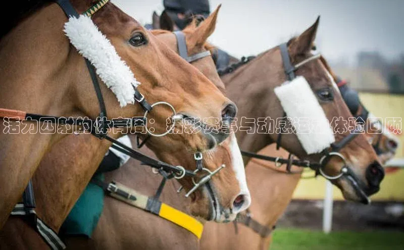 活力四射的体育周：精彩赛事与动感运动体验回顾